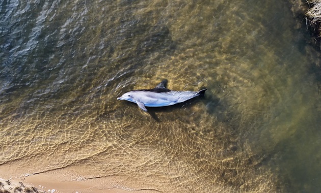 A dolphin stranded in shallow water in Bunbury.