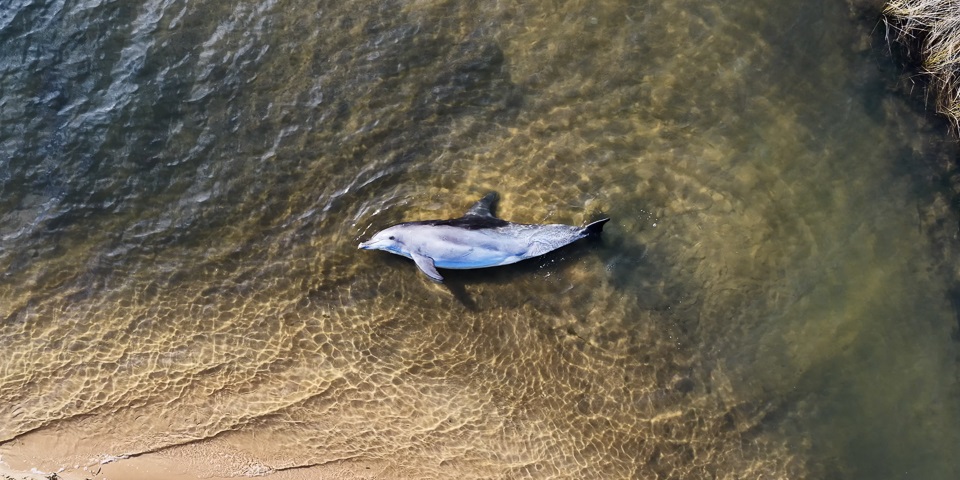 A dolphin stranded in shallow water in Bunbury.