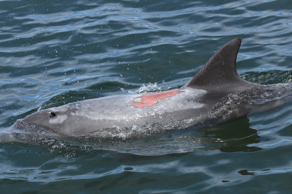 Dolphin sunburn A dolphin with a pink sunburn on its back.