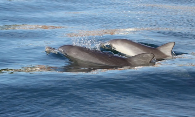 Dolphins Surfacing Credit: WAMSI