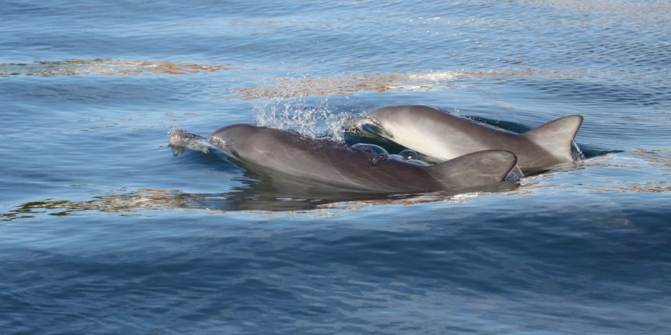 Dolphins Surfacing Credit: WAMSI