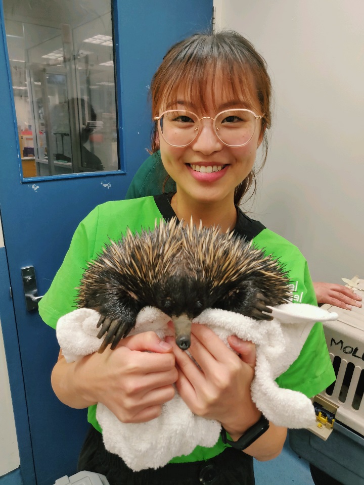 Doris and Echidna