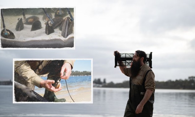 Dr Alan Cottingham wading in the water with his Spyvalve sensors attached to mussels.