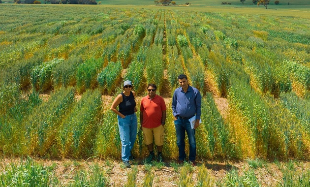 Drone shot of CCFI contributing authors at a field trial for wheat research in Western Australia. L-R: Prof Rajeev Varshney, Anu Chitikineni and A/Prof Reyazul Rouf Mir.