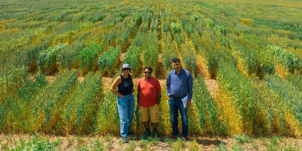 Drone shot of CCFI contributing authors at a field trial for wheat research in Western Australia. L-R: Prof Rajeev Varshney, Anu Chitikineni and A/Prof Reyazul Rouf Mir.