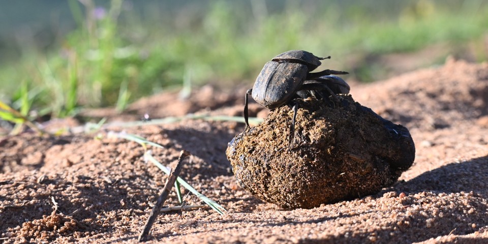 Close up shot of a dung beetle
