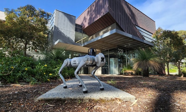 Dwert the robot dog outside the Engineering building at Murdoch University