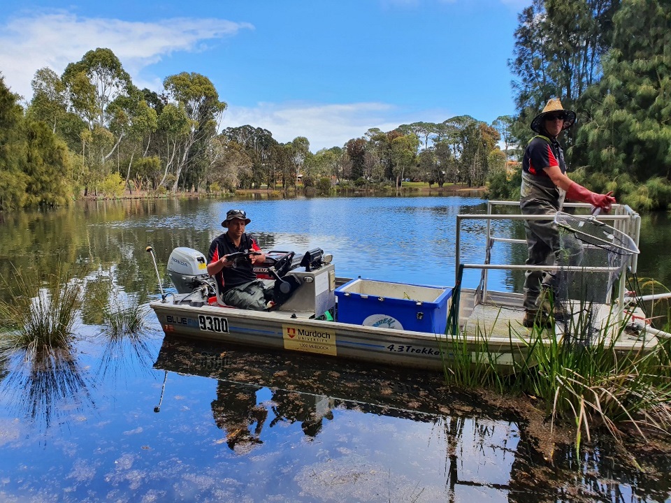 HBI researchers electrofishing in a small dinghy.