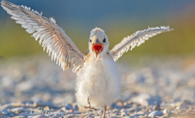 Fairy tern chick by Claire Greenwell