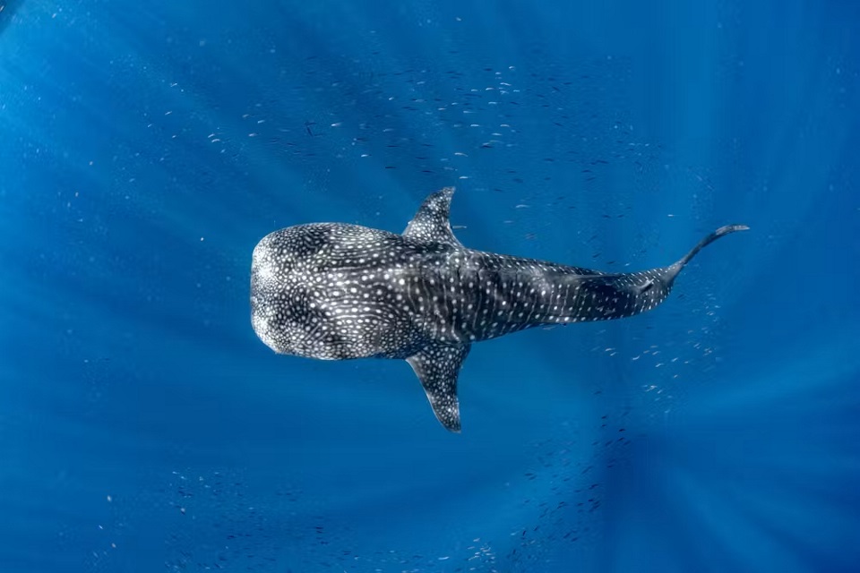 Whale shark swimming with fish Whale shark swimming with fish