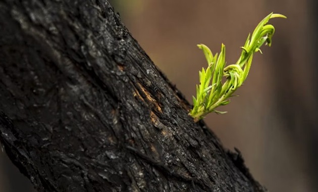 Rich green forest regrowth with black charcoal tree after forest fire during an Australian Summer.