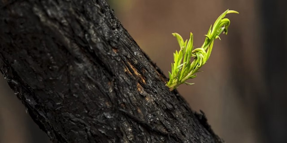 Rich green forest regrowth with black charcoal tree after forest fire during an Australian Summer.