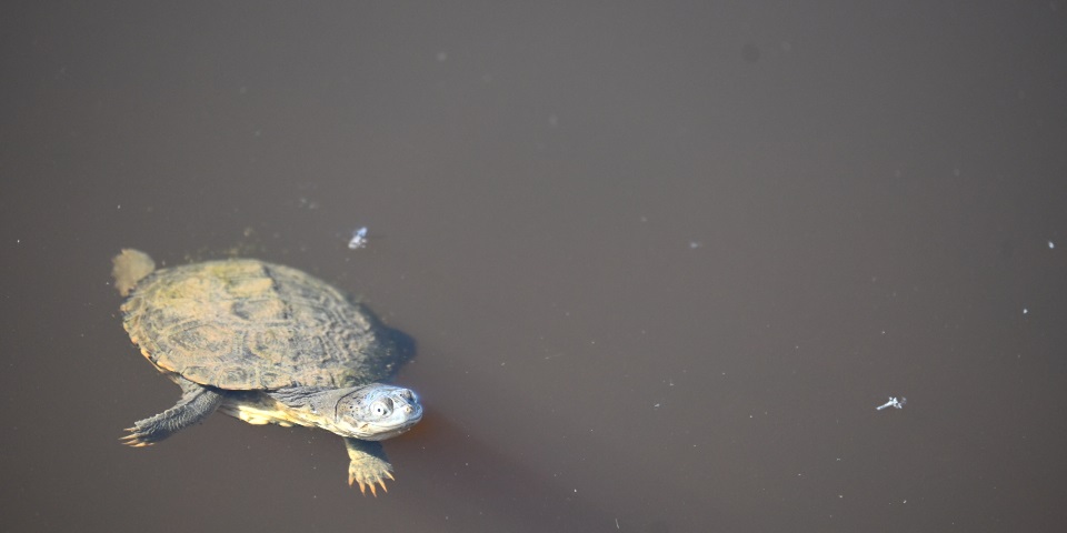 Freshwater turtle