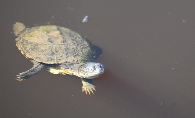 A freshwater turtle swimming in the water.