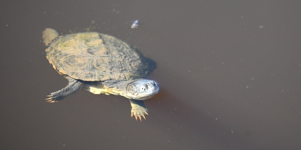 A freshwater turtle swimming in the water.