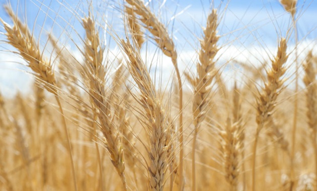 Gene study gives hope for low allergy wheat breeds