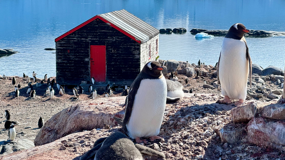Gentoo penguins with chicks, Port Lockroy.