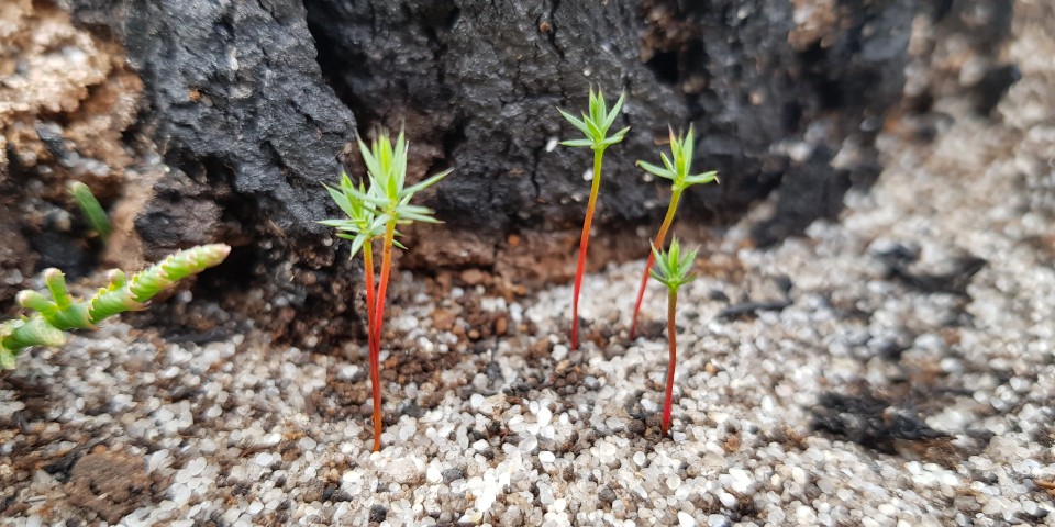 Germinants of plants from seeds after fire. Germinants of plants from seeds after fire.