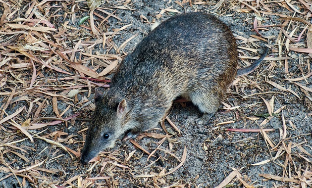 A quenda digging on bare ground.