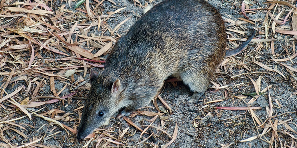 A quenda digging on bare ground.
