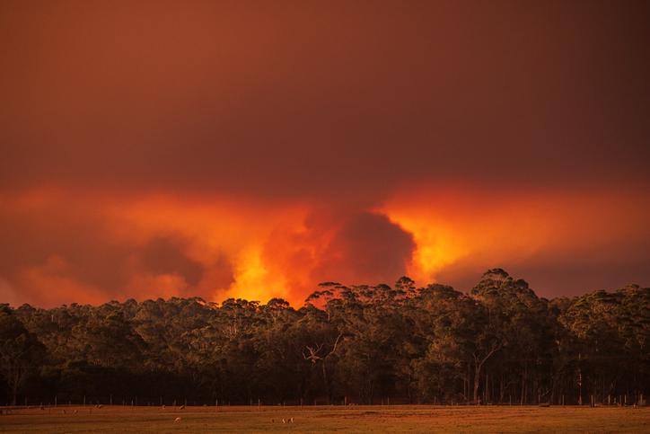 Out of control bushfire in Western Australia at sunset Out of control bushfire in Western Australia at sunset
