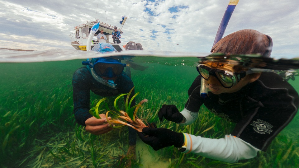 Michael Wear and Jen Verduin transplanting seagrass in Shark Bay.