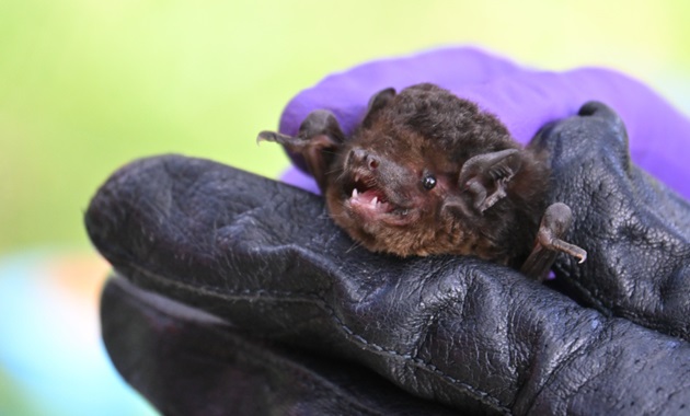 Gould's wattled bat (Chalinolobus gouldi) website