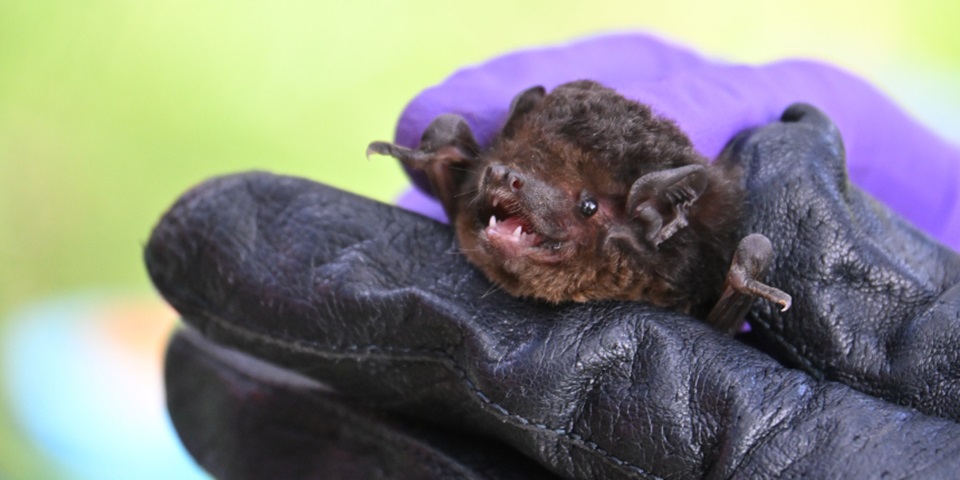 Gould's wattled bat (Chalinolobus gouldi) website