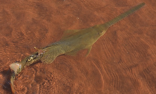 A green sawfish in the shallows.