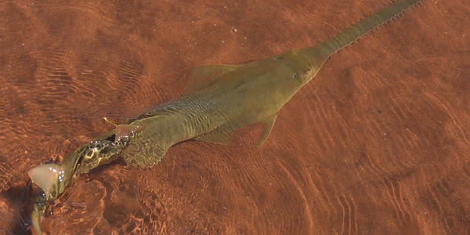 A green sawfish in the shallows.