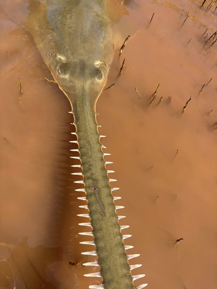 Green sawfish 3 - David Morgan Close up of a green sawfish head.