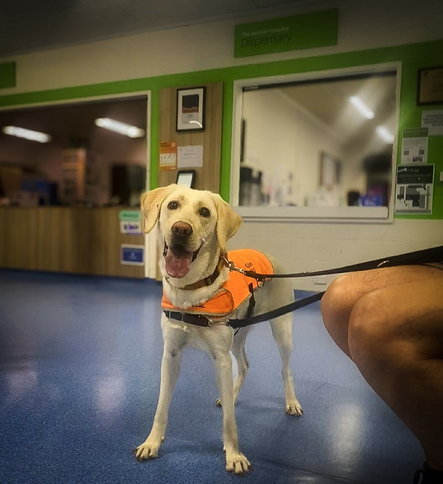 Guide Dogs WA visit The Animal Hospital at Murdoch University