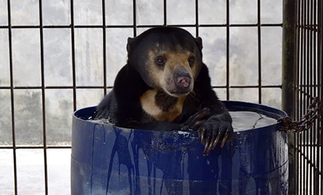 Hitam sits in a blue barrel filled with water