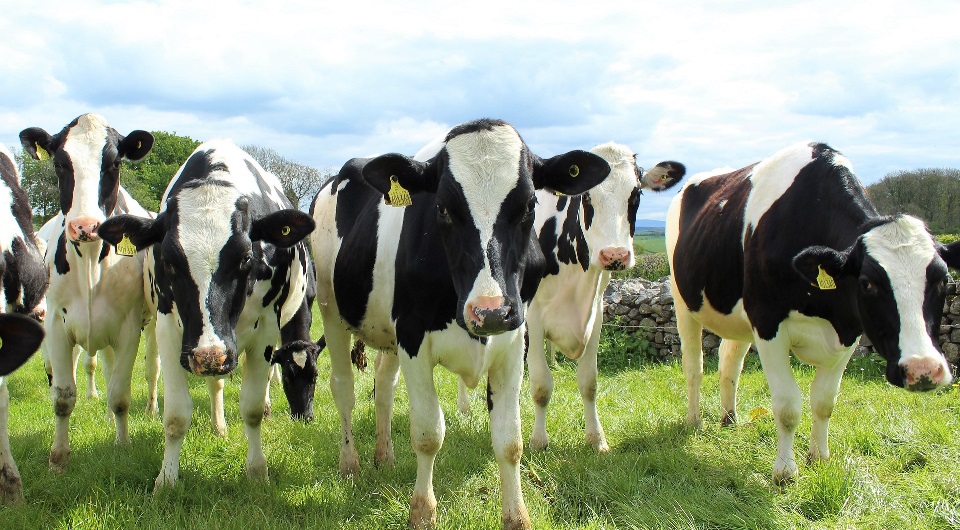 Holstein cattle 1