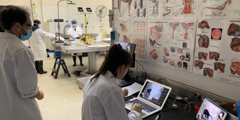 vet students