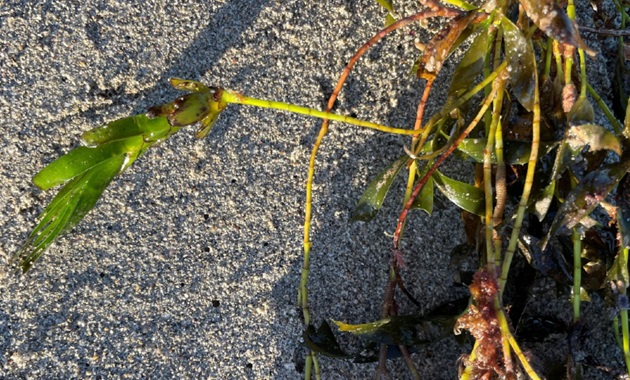 Immature Amphibolis antarctica seedling attached to mother plant
