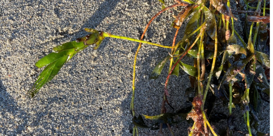 Immature Amphibolis antarctica seedling attached to mother plant