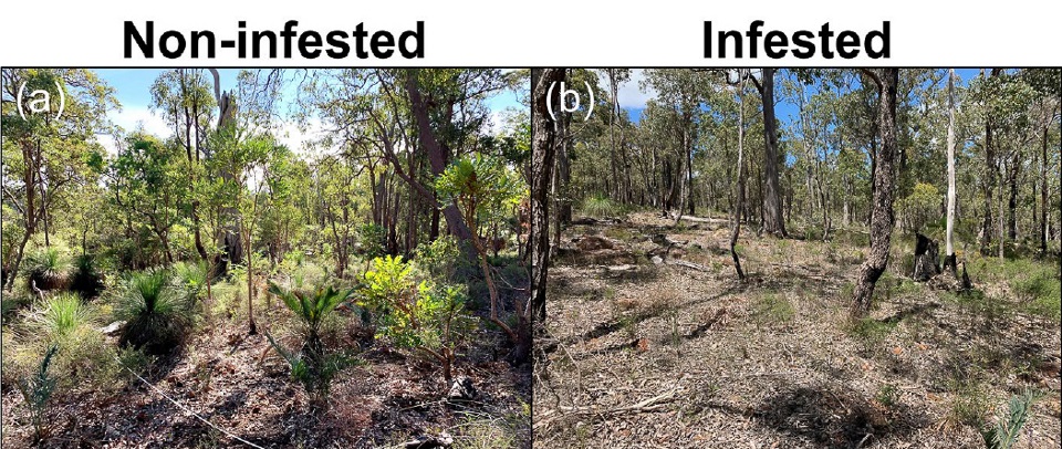 Two images side by side of the impact of dieback on two sites in Mundaring. One is bare whereas the other is helathy and full of grasstrees and bushes.