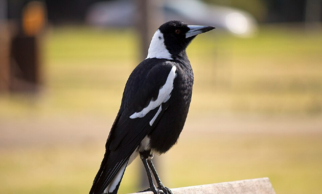 Magpie on park bench