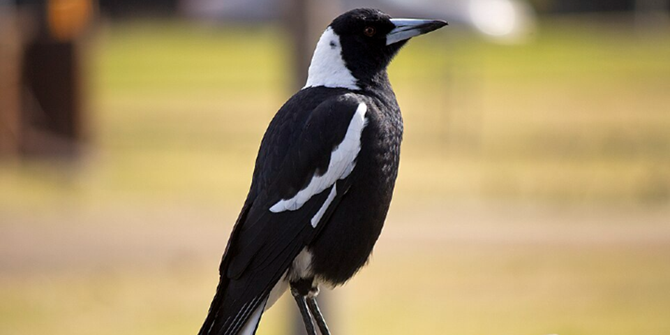 Magpie on park bench