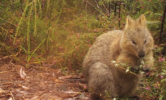 mainland_quokka 860 x 480