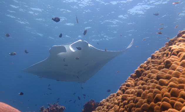Manta Ray swimming in the ocean