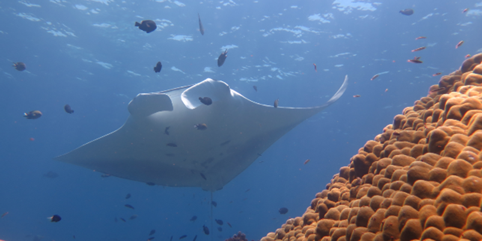 Manta Ray swimming in the ocean