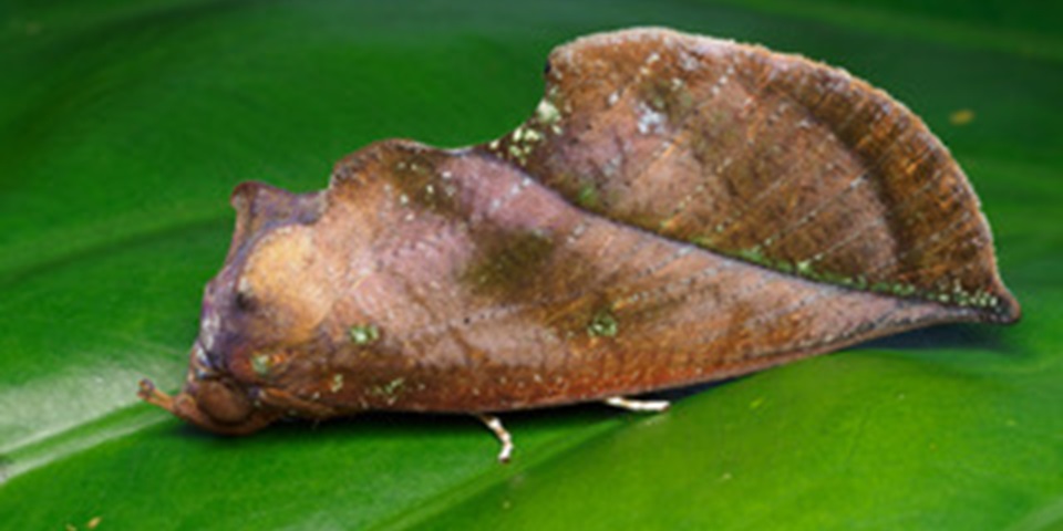 Master of disguise the fruit-sucking moth (Eudocima aurantia) in its resting position Credit: Bridgette Gower Aussie Macro Photos