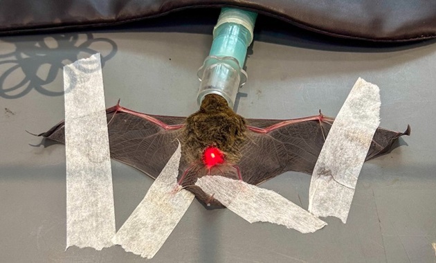 An injured microbat on vet table with wings spread and taped down.