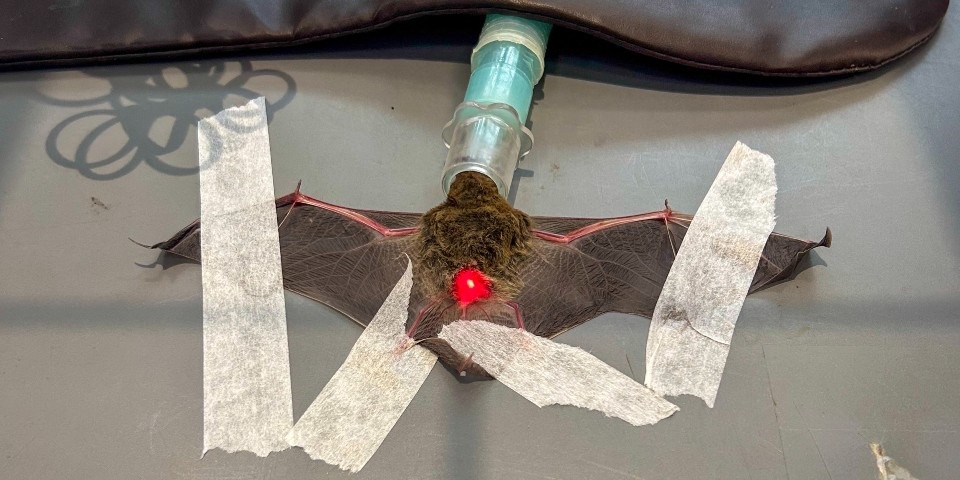 An injured microbat on vet table with wings spread and taped down.