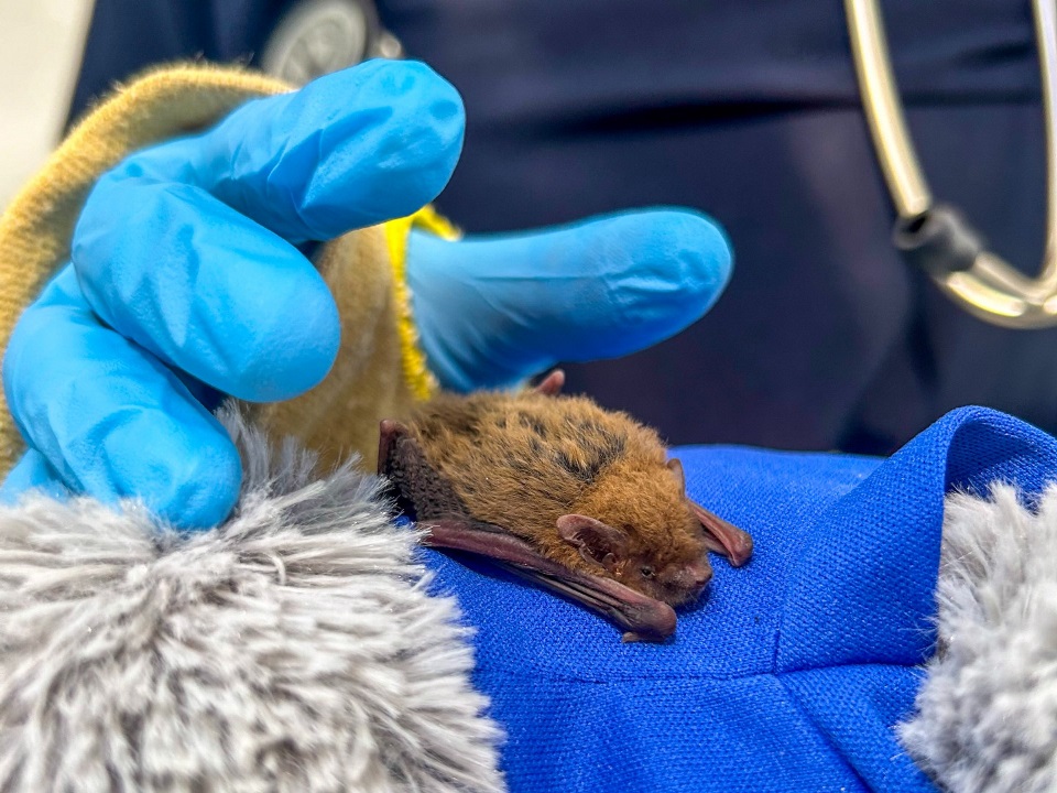 Microbat web An injured microbat being treated by a vet.