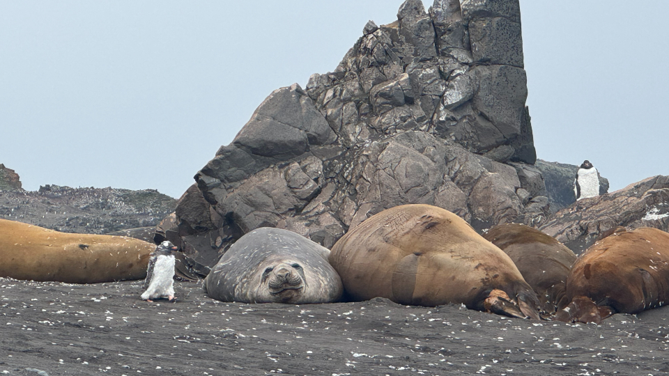 Moulting gentoo penguin taking a stroll in front of non-phased also moulting elephant seals, Walker Bay.