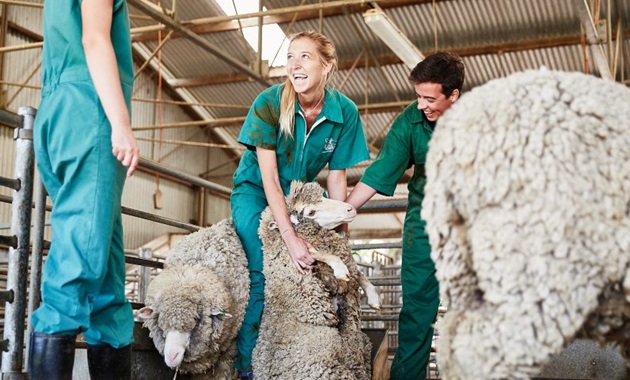 Murdoch students handling sheep