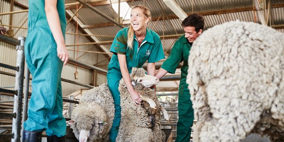 Murdoch University's School of Agricultural Sciences Murdoch students handling sheep